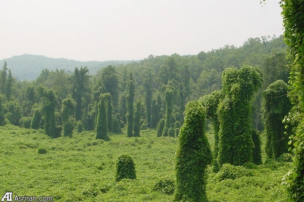 بدترین گونههای مهاجم جهان بدترین گونههای مهاجم جهان
