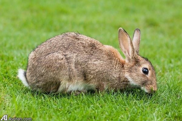 بدترین گونههای مهاجم جهان بدترین گونههای مهاجم جهان