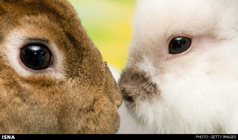 بازگرداندن بینایی بوسیله بافت آزمایشگاهی چشم بازگرداندن بینایی بوسیله بافت آزمایشگاهی چشم