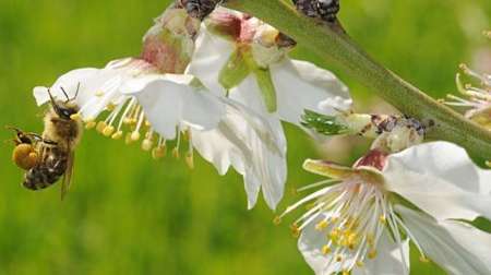 خطر انقراض گونه های زنبور و پروانه