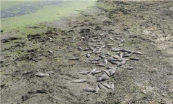 ماجرای تلفات ماهی ها در جزیره کیش چه بود؟