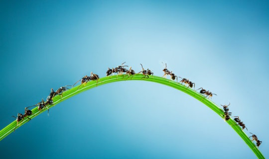 کنترل ترافیک با الهام از مورچهها کنترل ترافیک با الهام از مورچهها