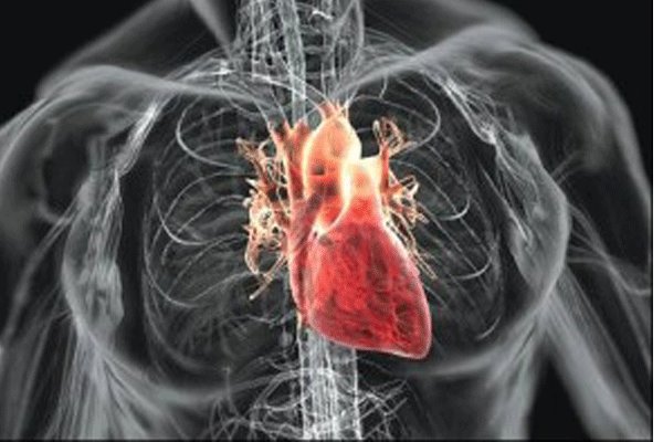 ورود نسل جدیدی از دریچههای قلب مصنوعی ورود نسل جدیدی از دریچههای قلب مصنوعی