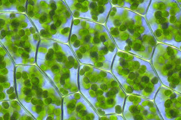 نظریهای جدید برای یافتن منشا تکامل و حیات نظریهای جدید برای یافتن منشا تکامل و حیات