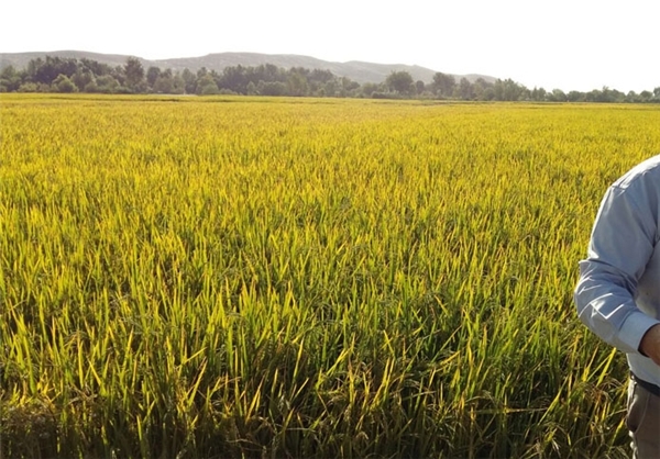 آقای وزیر، آیا انتقال آب خوزستان تنها برای شرب است؟!