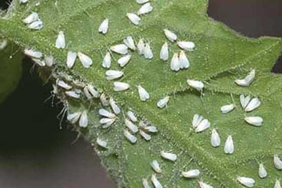 تهران در قرق لشکر سفیدبالک ها