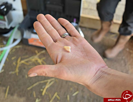 ببرها هم به دندانپزشکی می روند (عکس)