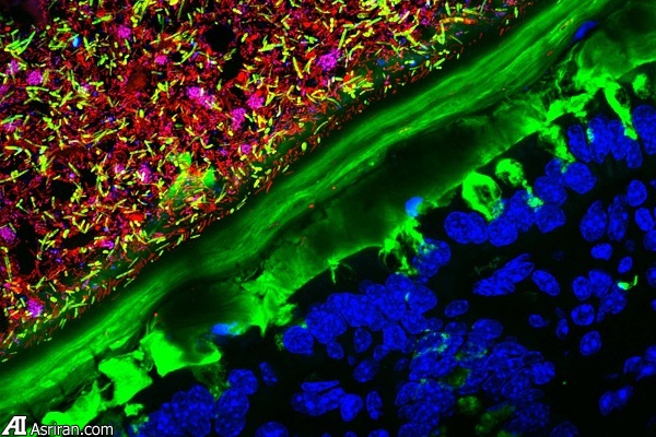 شکار لحظه‌ها در دنیای کوچک اطراف ما