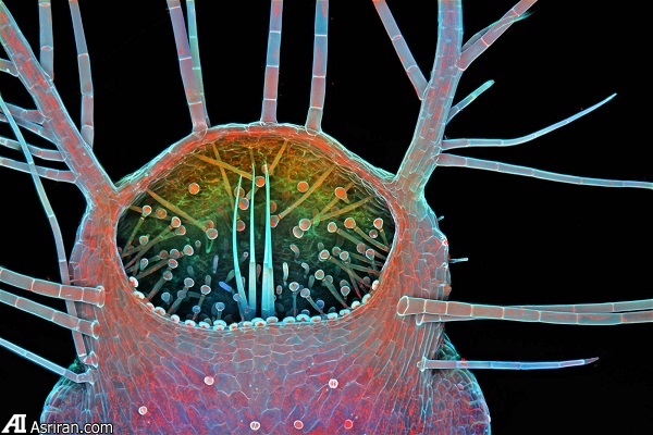 شکار لحظه‌ها در دنیای کوچک اطراف ما