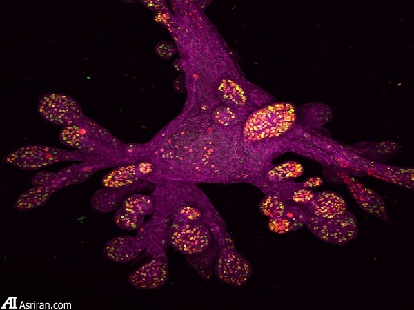 شکار لحظه‌ها در دنیای کوچک اطراف ما