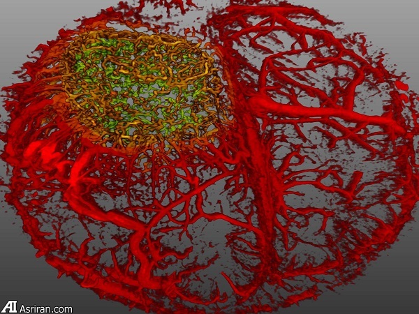 شکار لحظه‌ها در دنیای کوچک اطراف ما