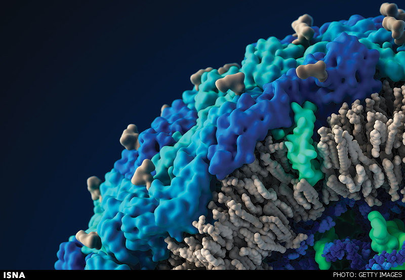 انتشار تصویر ویروس زیکا از نمای نزدیک انتشار تصویر ویروس زیکا از نمای نزدیک