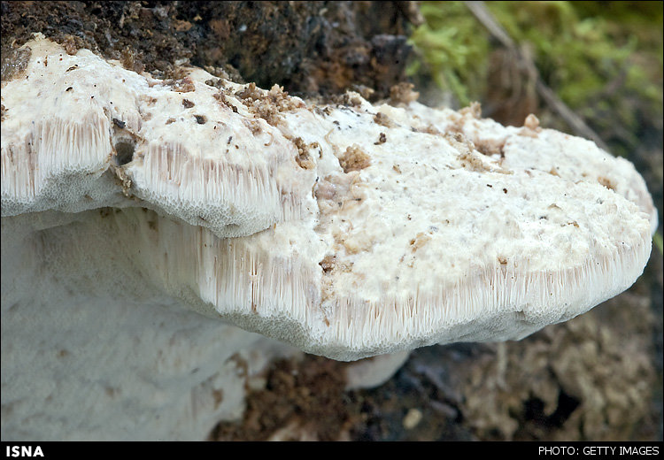 دانشمندان از قارچ باتری تولید می‌کنند!