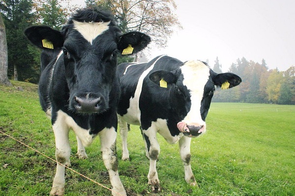 حقایقی درباره مواد شیمیایی که می خوریم حقایقی درباره مواد شیمیایی که می خوریم