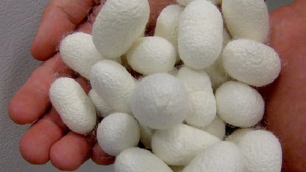 نگهداری نمونه خون تا ۸۴ روز با ابریشم نگهداری نمونه خون تا ۸۴ روز با ابریشم