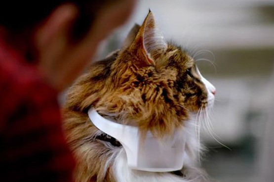 قلادهای که صدای گربهها را ترجمه میکند قلادهای که صدای گربهها را ترجمه میکند