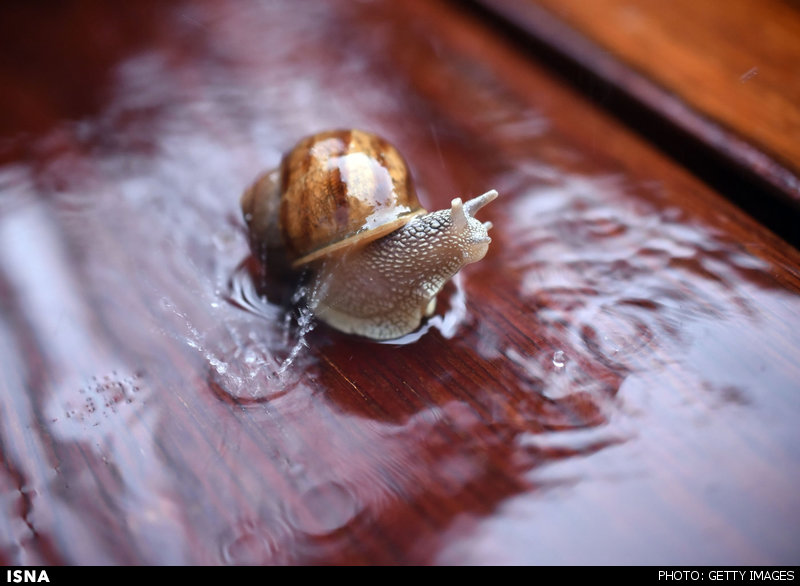 طراحی رباتهای باهوشتر با الهام از مغز حلزون طراحی رباتهای باهوشتر با الهام از مغز حلزون