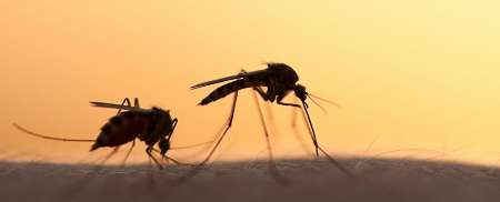 پایان زیکا با یک پروتئین انسانی پایان زیکا با یک پروتئین انسانی