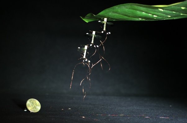 روبات حشره ساخته می شوند روبات حشره ساخته می شوند