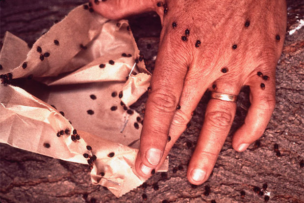 واکسینه کردن نرم افزارها با آلودگیهای عمدی واکسینه کردن نرم افزارها با آلودگیهای عمدی