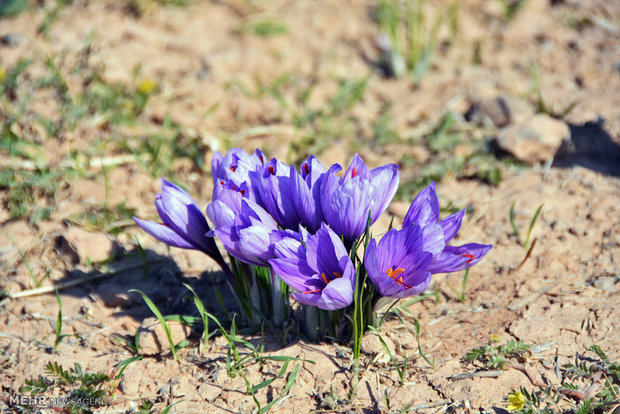 قرص ضد افسردگی زعفرانی تولید شد قرص ضد افسردگی زعفرانی تولید شد