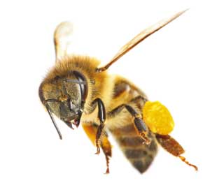 نیشهای حیاتبخش نیشهای حیاتبخش