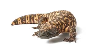 نیشهای حیاتبخش نیشهای حیاتبخش