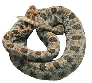 نیشهای حیاتبخش نیشهای حیاتبخش