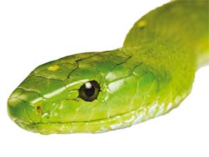 نیشهای حیاتبخش نیشهای حیاتبخش