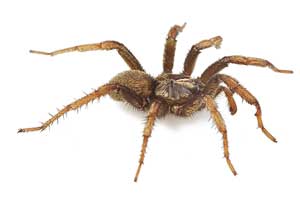 نیشهای حیاتبخش نیشهای حیاتبخش