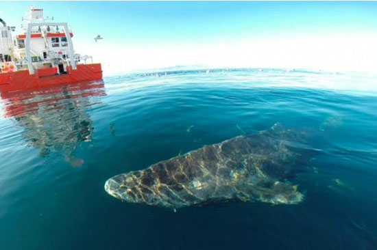 رکورددار طول عمر در بین مهره‌داران