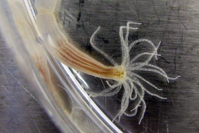 درمان ناشنوایی با شقایق دریایی درمان ناشنوایی با شقایق دریایی