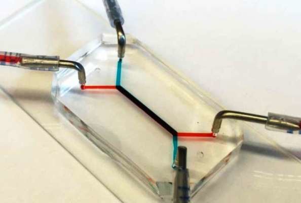 نخستین جفت دنیا روی تراشه به دنیا آمد نخستین جفت دنیا روی تراشه به دنیا آمد