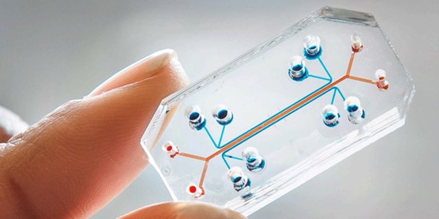 دانشمندان چینی اعضای بدن را بازسازی میکنند دانشمندان چینی اعضای بدن را بازسازی میکنند