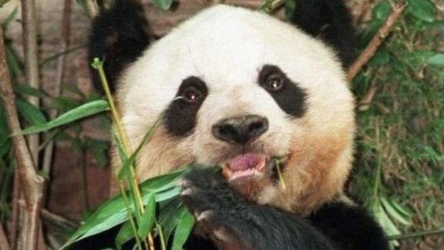جیا جیا، پاندای 38 ساله در هنگ‌کنگ مُرد