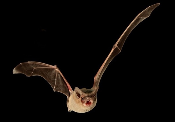 سریع‌ترین پرنده جهان (+عکس)