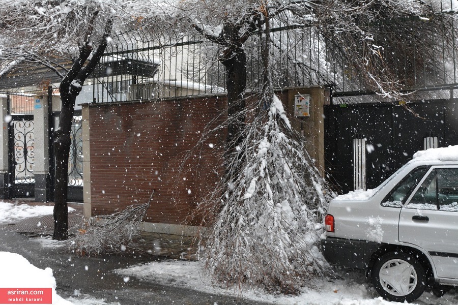 درخت ها را بتکانیم درخت ها را بتکانیم