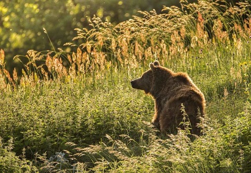 خرس قهوه‌ای در ارتفاعات ساری (عکس)