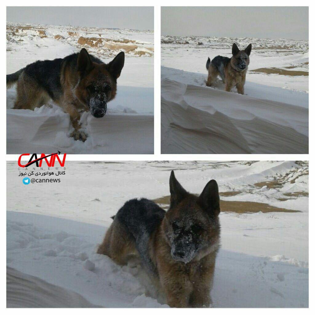 سگ‌های نجات هلال‌احمر در دامنه کوه دنا (عکس)