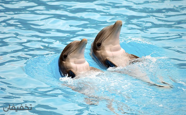 تخفیف امروز: یک گشت حرفه ای در برج میلاد تخفیف امروز: یک گشت حرفه ای در برج میلاد