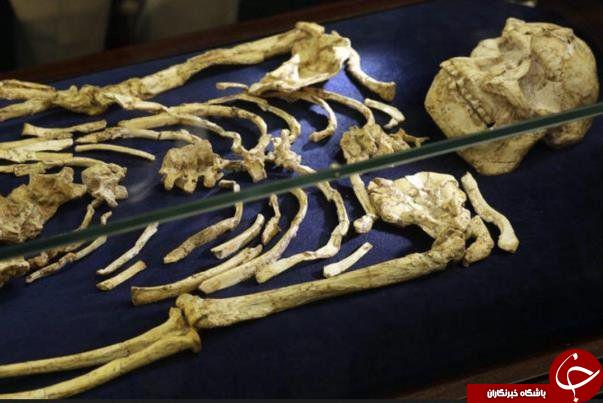 رونمایی از اسکلت ۳.۶ میلیون ساله انسان (عکس)