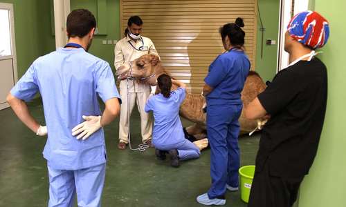 ایجاد اولین بیمارستان شتر جهان در دبی (+عکس) ایجاد اولین بیمارستان شتر جهان در دبی (+عکس)