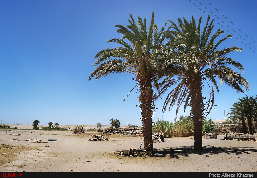 کشاورزان سیستانی: هرکه توانسته زندگی‌اش را فروخته و رفته/ دولت به داد مردم نرسد، آب خوردن هم باقی نمی‌ماند