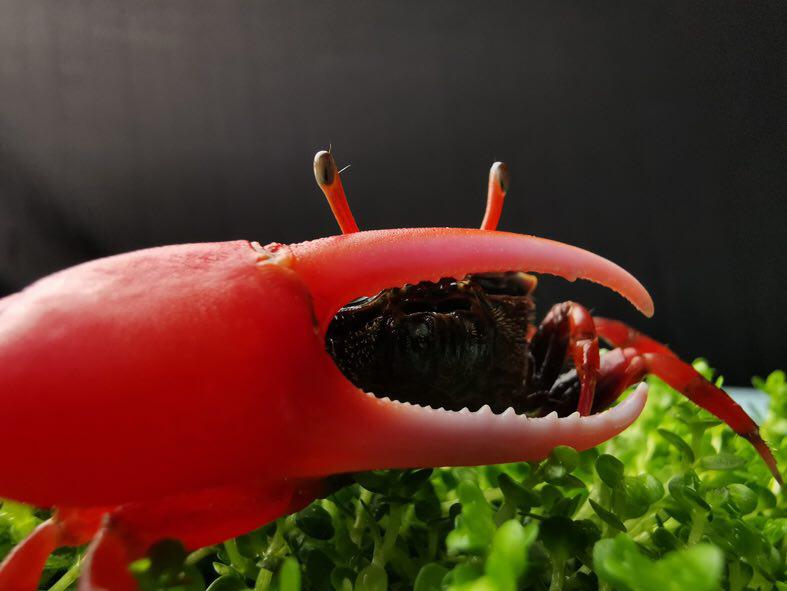 این گوشی هنرمند درونتان را بیدار میکند این گوشی هنرمند درونتان را بیدار میکند