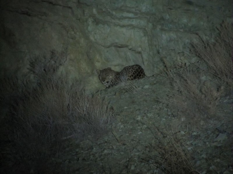 مشاهده 4 قلاده پلنگ در فیروزکوه