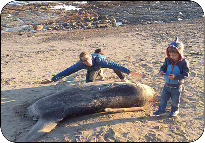 جانوری عجیب در سواحل کالیفرنیا