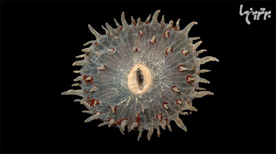 در عمق 5000 متری اقیانوس چه خبر است؟ (+عکس)