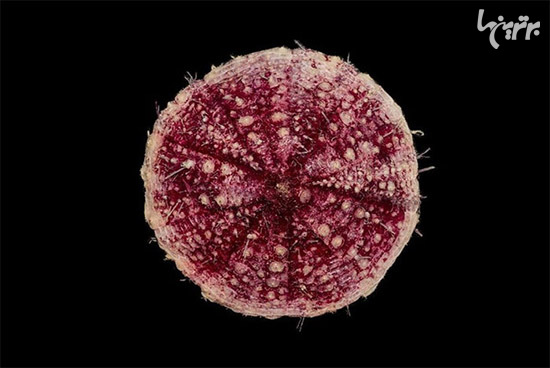 در عمق 5000 متری اقیانوس چه خبر است؟ (+عکس)