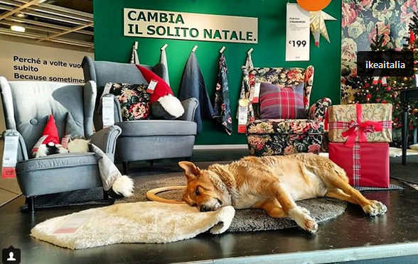استقبال فروشگاه ایکیا ایتالیا از سگ های ولگرد استقبال فروشگاه ایکیا ایتالیا از سگ های ولگرد