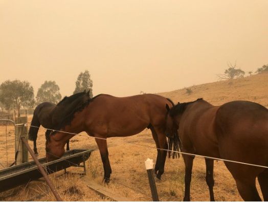 آتش، صنعت گردشگری استرالیا را سوزاند/ رسانهها خطاب به مردم: به استرالیا نیایید گردشگری استرالیا